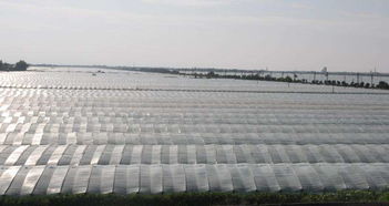 湖南pvc農膜價格